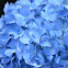 Hydrangea