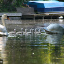 Mute Swan