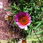 Purple coneflower