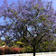 Jacaranda