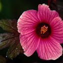 Hibiscus