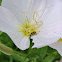Spotted Cucumber Beetle