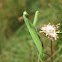 European Mantis