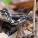 Antilles racer