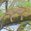 Leopard