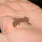 Gecko Enlutado / Mourning Gecko