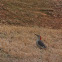 Red-bellied Woodpecker