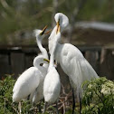 Great Egret