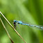 Common blue damselfly