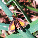 Least Skipper 