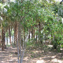 Kumquat Tree