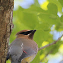 Cedar Waxwing