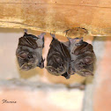 Mexican fruit bat