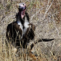 Lappet-faced vulture