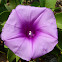 Beach Morning Glory, Goat's Foot