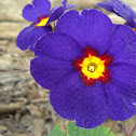 Primrose
