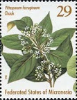 Pittosporum tobira