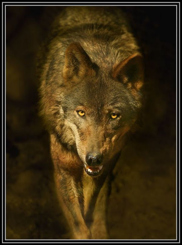 47.jpg, animal, wolf