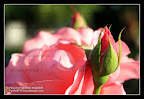 Farshad_Palideh_IMG_6963.jpg