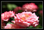 pinky