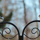 Redpoll & Chickadee Disagreement