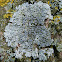 Lecanora Lichen