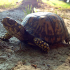 Box Turtle