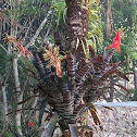Bromeliad