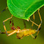 Jumping Spider