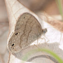 Carolina Satyr