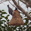 Tufted Titmouse