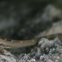 Brown Anole