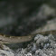 Brown Anole