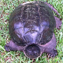 Eastern Snapping Turtle