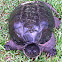 Eastern Snapping Turtle