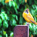 Yellow-eared Bulbul