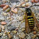 Eastern Yellow Jacket