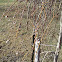 Pussy Willow