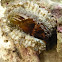 Abalone