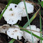 Pinwheel Marasmius