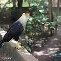 Northern Crested Caracara