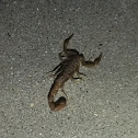 Arizona Bark Scorpion