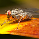 Grey Flesh Fly