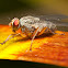 Grey Flesh Fly