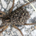 Wolf spider