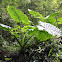 Giant Elephant Ears