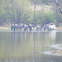 Konik