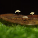 Small Fungi
