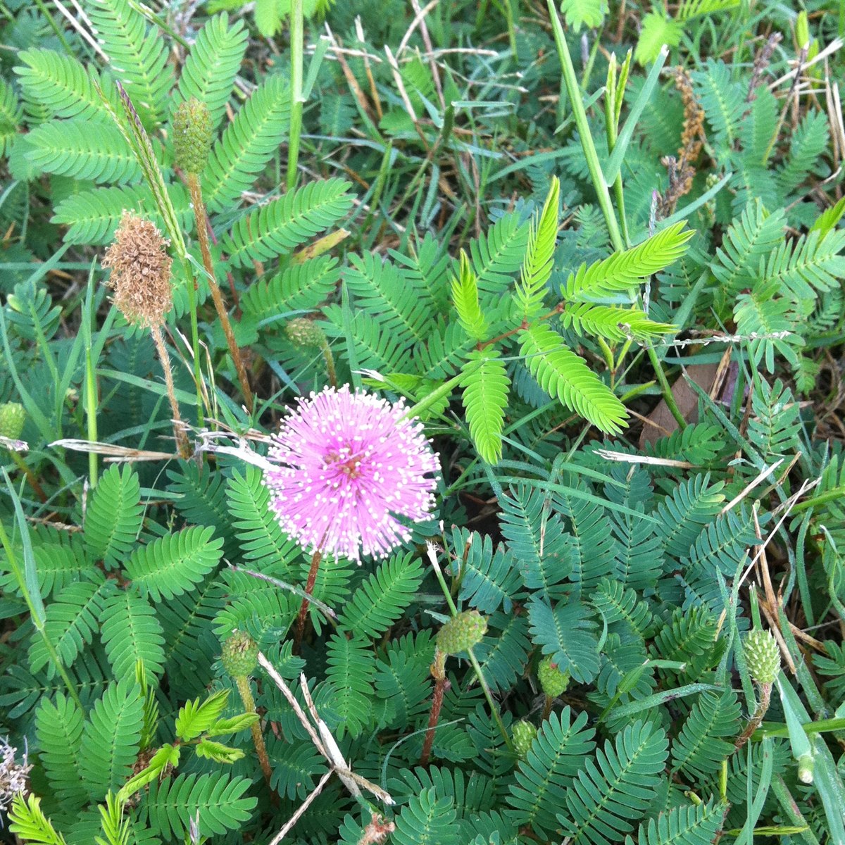 Sensitive Mimosa