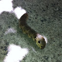 Caterpillar 
